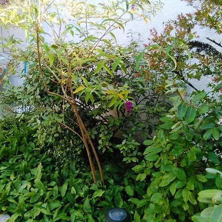 Maison Charmante Aux Mathes Avec Jardin Cloture.