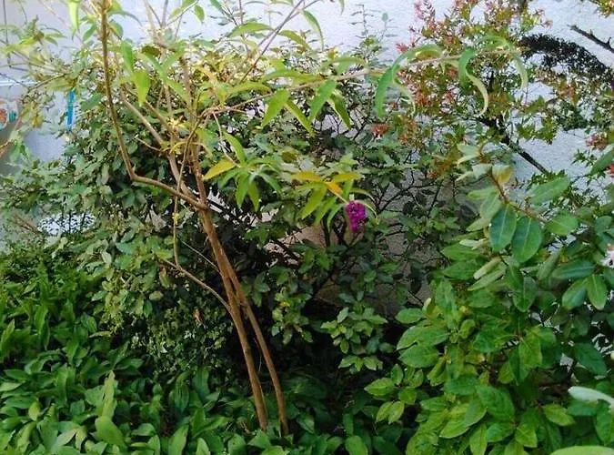 Maison Charmante Aux Mathes Avec Jardin Clôturé.